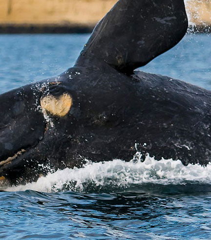 Foto de Avistamiento de ballenas en la Península Valdés