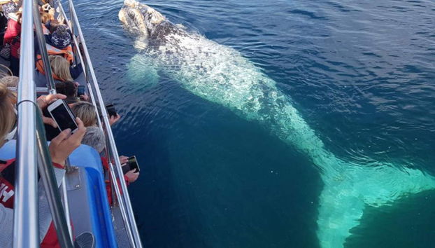 Observation de baleines dans la Péninsule Valdés - Photo 4