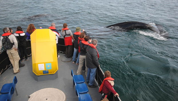Observation de baleines dans la Péninsule Valdés - Photo 3