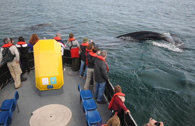 Whale Watching in Valdes Peninsula - Foto 4