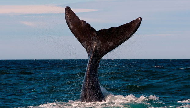 Excursion au nord de la péninsule Valdés - Photo 3