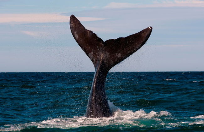Whale Watching in Valdes Peninsula - Foto 2