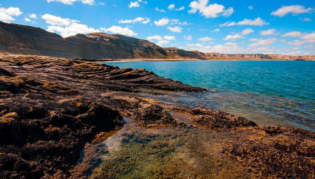 Observation de baleines dans la Péninsule Valdés - Photo 5