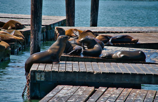 Kayak con leones marinos en Marina del Rey - Foto 6