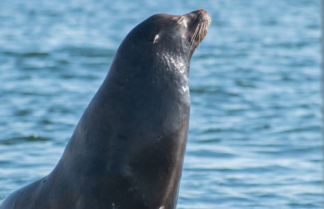 Kayak con leones marinos en Marina del Rey - Foto 5