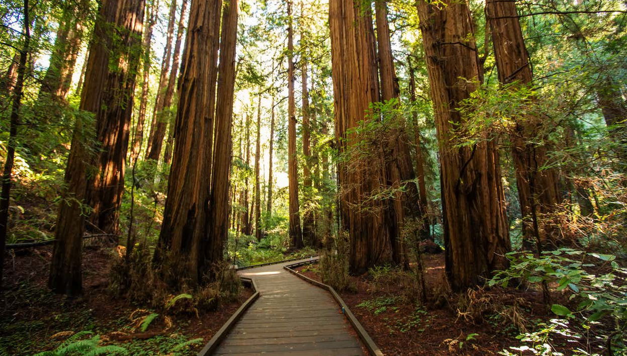 Excursión privada desde San Francisco - Foto 1