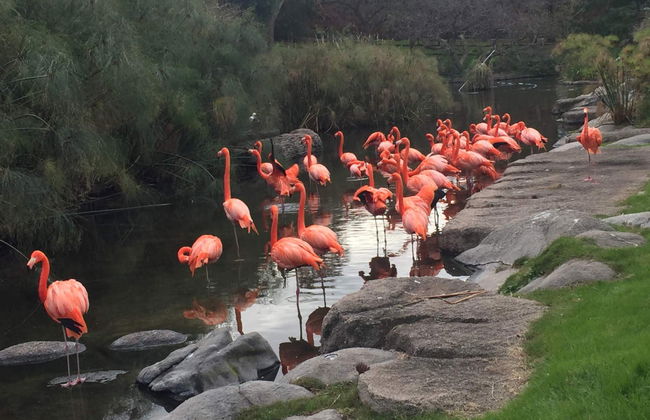 Excursão ao Bioparque Temaikèn - Foto 1