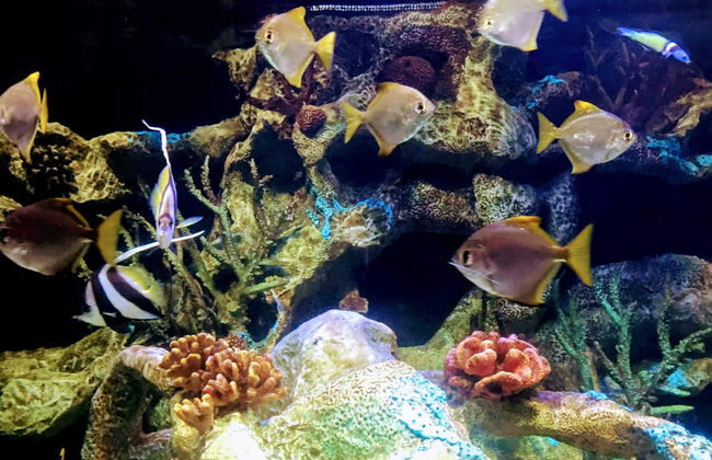 Excursão ao Bioparque Temaikèn - Foto 2