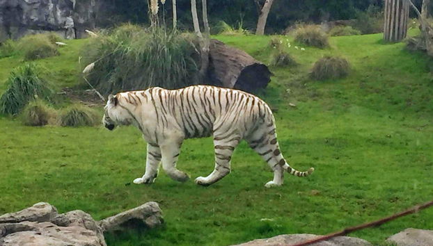 Day Trip to Temaiken Zoo - Photo 3