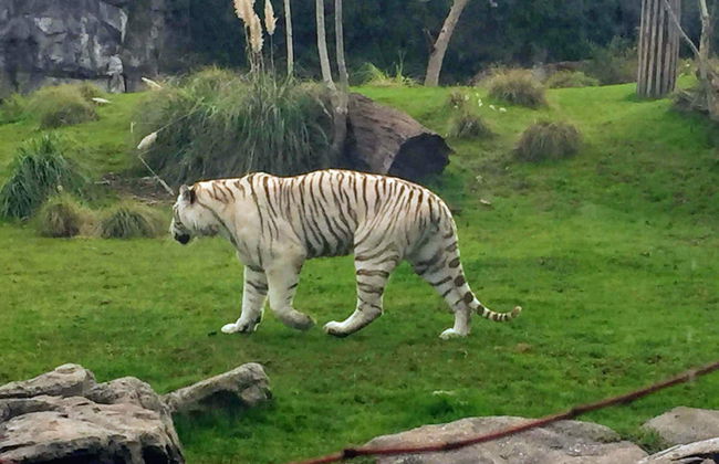 Excursão ao Bioparque Temaikèn - Foto 3