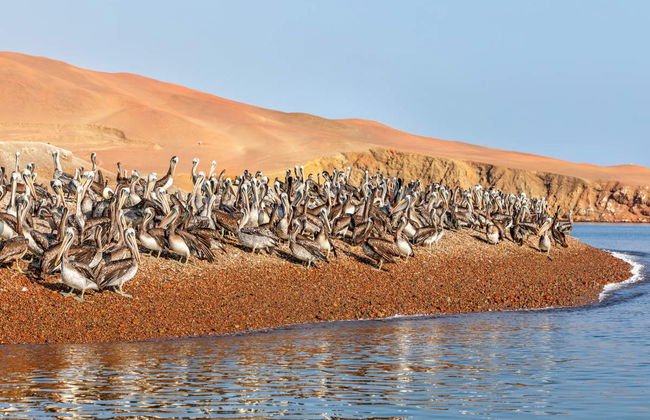 Ica & Huacachina + Ballestas Islands Day Trip - Photo 6