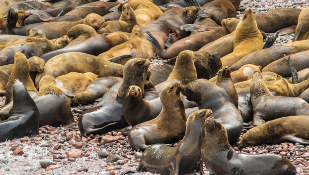 Îles Ballestas + Réserve Nationale de Paracas - Photo 3