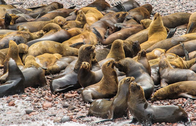 Ica & Huacachina + Ballestas Islands Day Trip - Photo 1