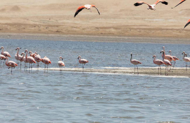 Excursión a las islas Ballestas y la Reserva Nacional de Paracas - Foto 2