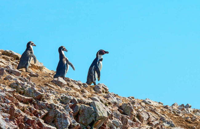 Ballestas Islands & Paracas National Reserve Day Trip - Photo 1