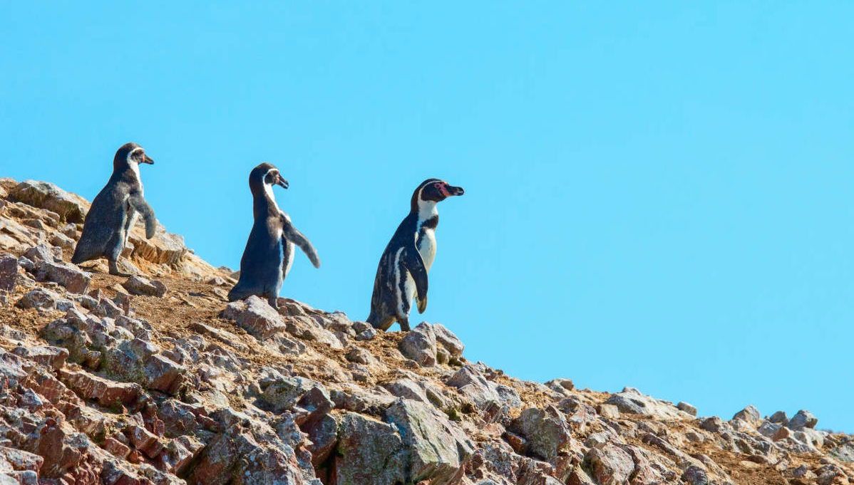 Îles Ballestas + Réserve Nationale de Paracas - Photo 1
