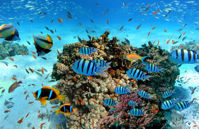 Giftun Island Snorkelling - Photo 2