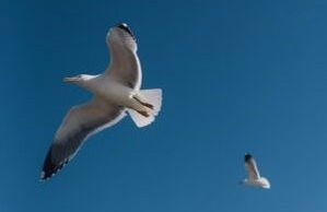 Paseo en velero por Monopoli y Polignano a Mare - Foto 4
