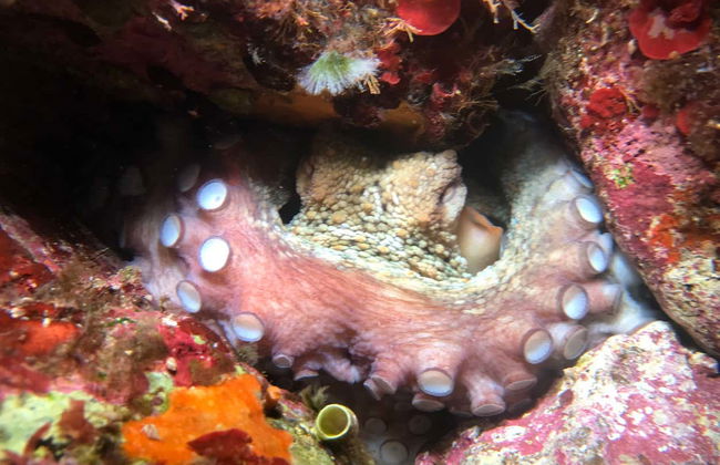 Palermo Coast Sailing & Snorkeling Experience - Foto 6