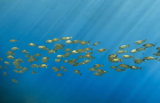 Palermo Coast Sailing & Snorkeling Experience - Foto 9