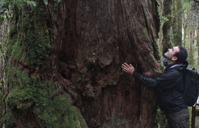 Excursión al Parque Nacional Alerce Costero - Foto 8