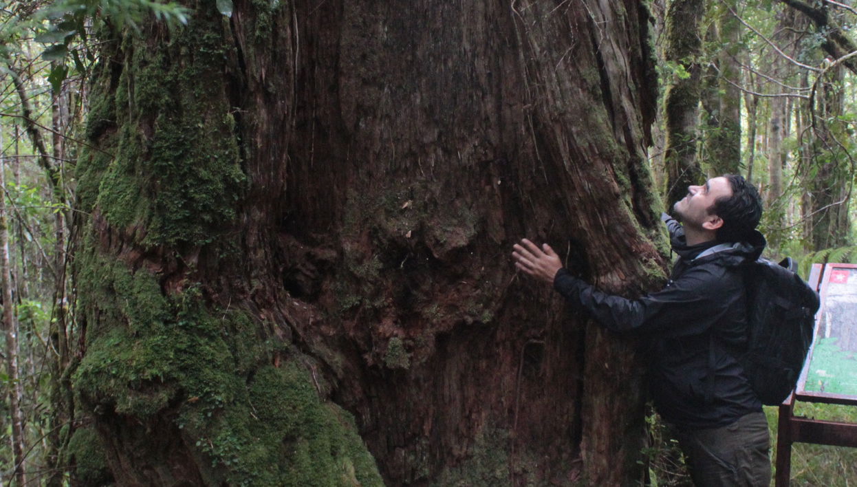 Excursión al Parque Nacional Alerce Costero