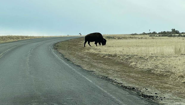 Antelope Island Tour - Photo 3