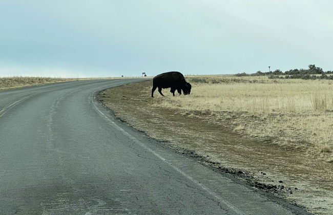 Antelope Island Tour - Foto 3