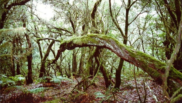 Tour por el interior de La Gomera - Foto 5