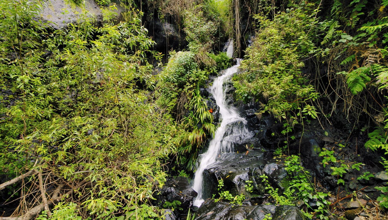 Senderismo por el Parque Nacional de Garajonay - Foto 1