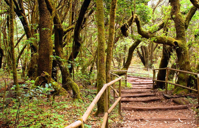 Senderismo por el Parque Nacional de Garajonay - Foto 2