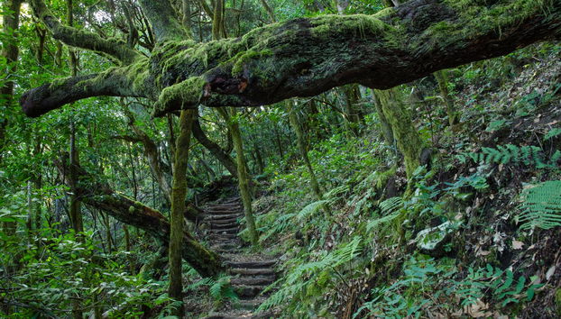 Senderismo por el Parque Nacional de Garajonay - Foto 4