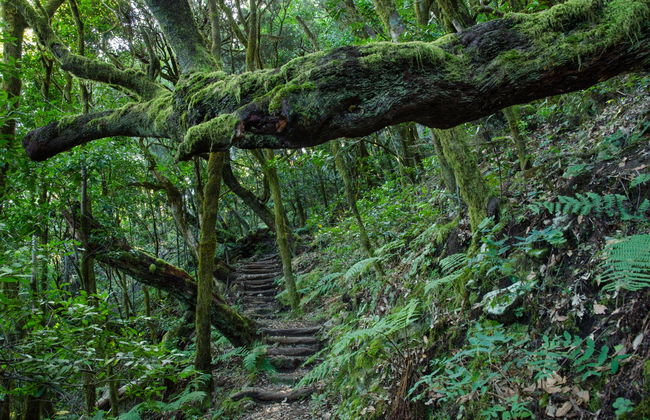 Senderismo por el Parque Nacional de Garajonay - Foto 4