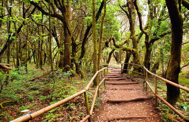 Senderismo por el Parque Nacional de Garajonay - Foto 6