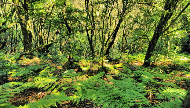 Senderismo por el Parque Nacional de Garajonay - Foto 3