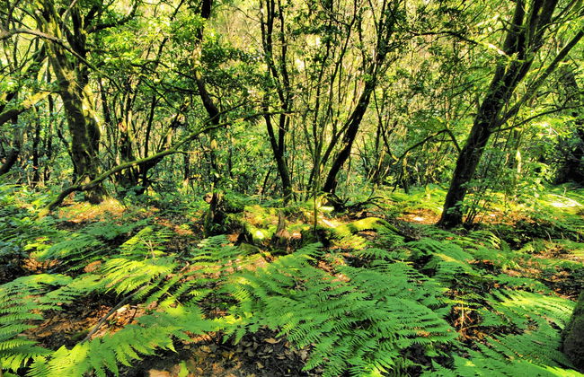 Senderismo por el Parque Nacional de Garajonay - Foto 3