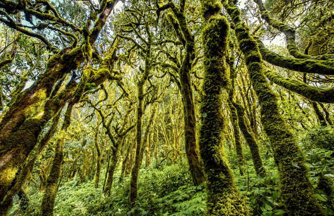 Senderismo por el Parque Nacional de Garajonay - Foto 2