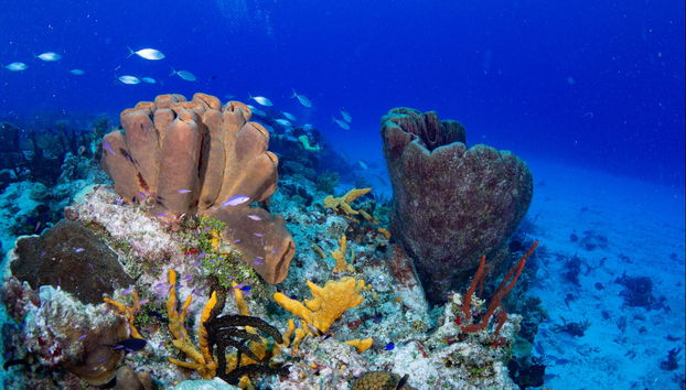 Cozumel Clear Boat Tour + Snorkel - Photo 5