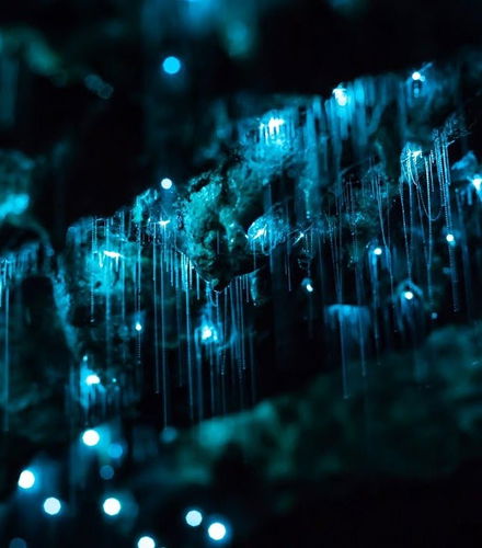 Foto de Experiencia Hinterland Magic y Glow-worm