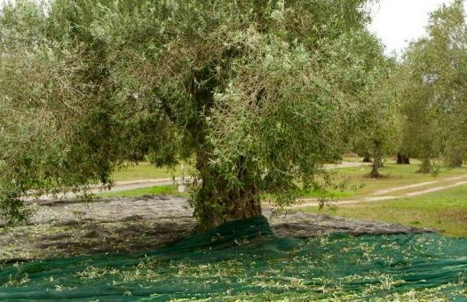 Visita a una almazara y su olivar + Cata de aceite - Foto 8
