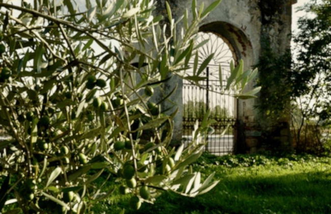 Visita a una almazara y su olivar + Cata de aceite - Foto 7