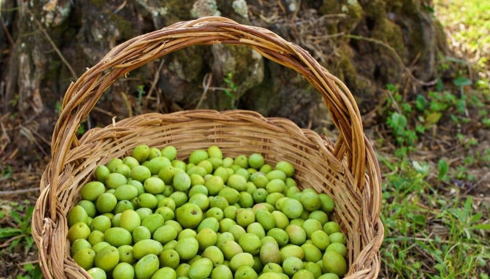 Visita a una almazara y su olivar + Cata de aceite - Foto 1
