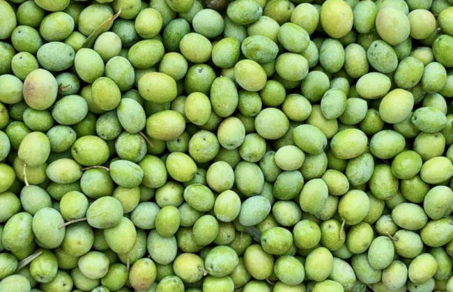 Visita a una almazara y su olivar + Cata de aceite - Foto 5