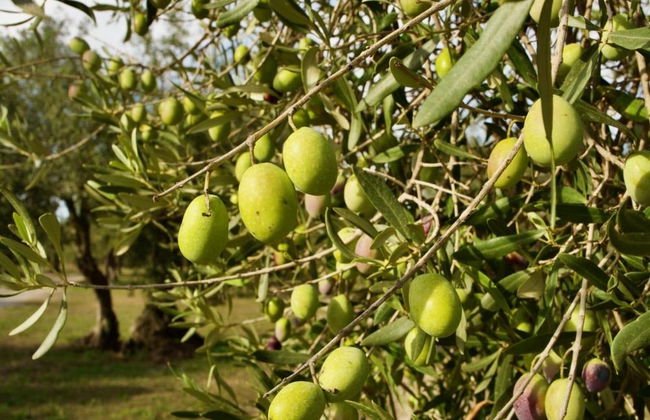 Visita a una almazara y su olivar + Cata de aceite - Foto 3