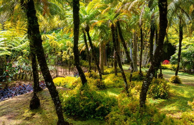 Transporte al Jardín Botánico de Balata - Foto 3