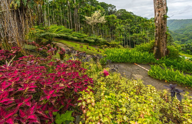 Transporte ao Jardim Botânico de Balata - Foto 1
