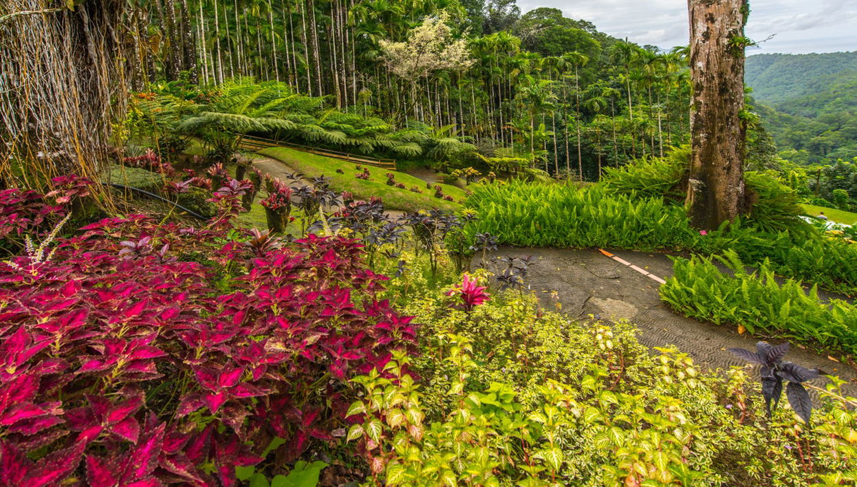 Transporte al Jardín Botánico de Balata - Foto 1