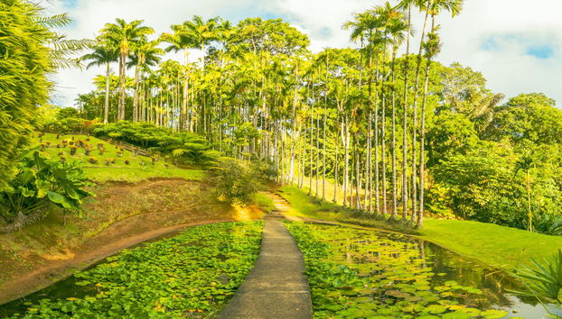 Transporte al Jardín Botánico de Balata - Foto 3