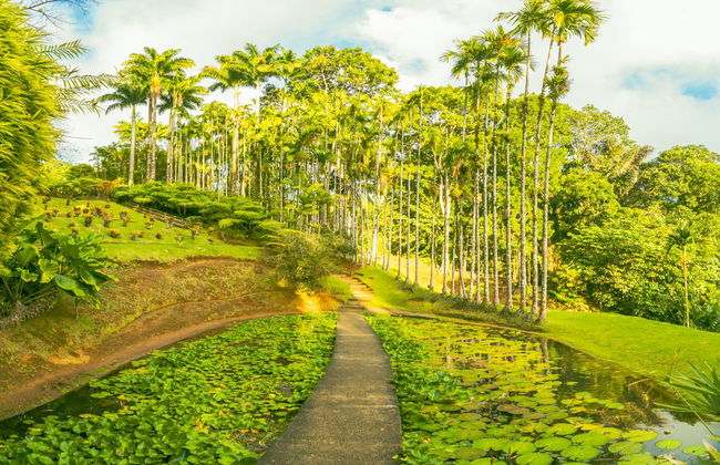 Transporte ao Jardim Botânico de Balata - Foto 3
