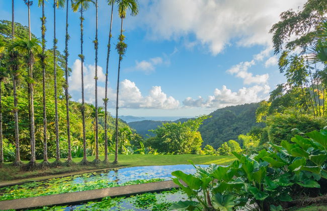 Transporte ao Jardim Botânico de Balata - Foto 2